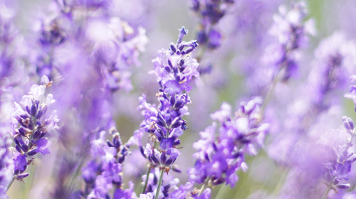 Candle Making Supplies In Canada: Secrets to Creating Sensational Scented Candles that Sell Fast!