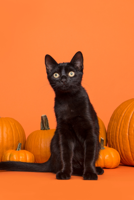 make autumn inspired scented candles with candle making supplies from Candlehaven.ca, based in North Bay, Ontario