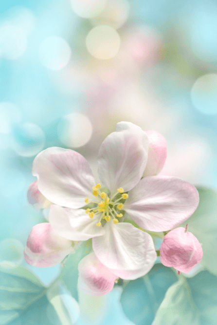 Blossom of Spring Fragrance Oil for candle making