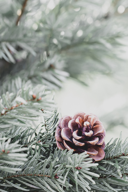 Christmas Fir Fragrance Oil for Candle Mkaing
