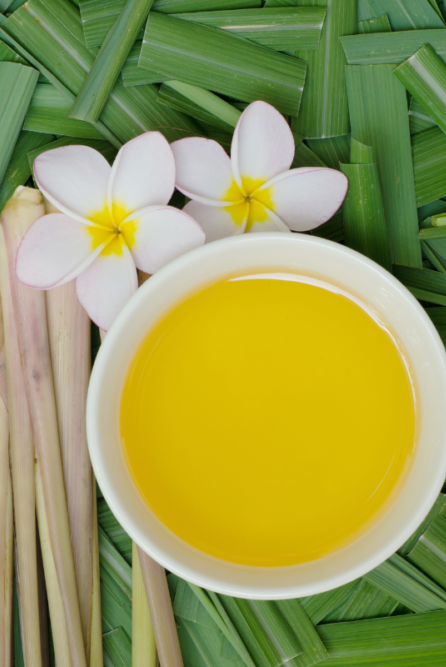 Citronella Fragrance Oil for Making Citronella Candles