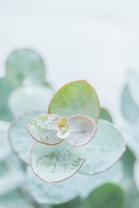 Eucalyptus Noir is a sultry new fragrance oil from Candlehaven.ca