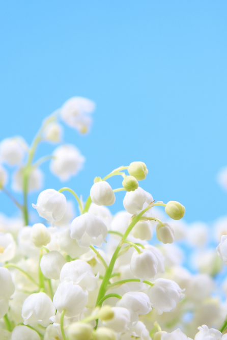 In Bloom fragrance Oil