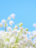 In Bloom fragrance Oil