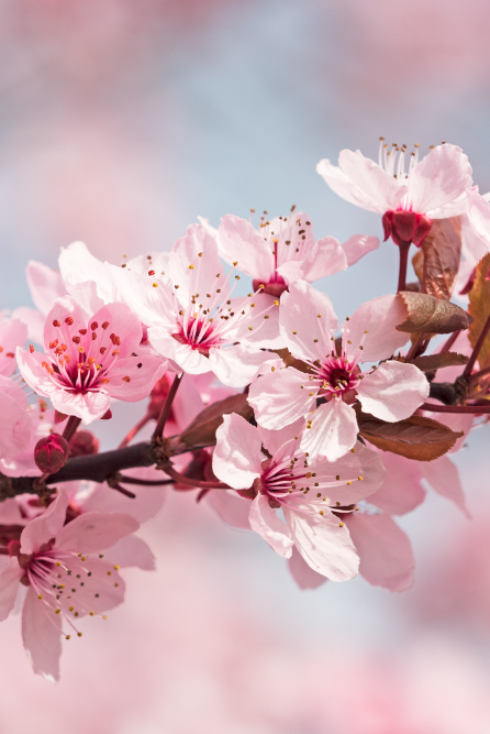 Cherry Blossom Blush fragrance oil for candle making