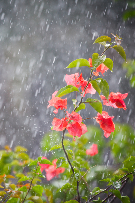 Bottle of Paradise Rain fragrance oil, capturing the essence of a tropical rainforest