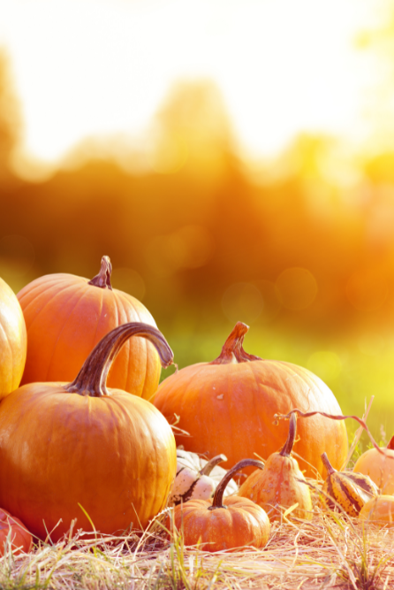 Pumpkin Peanut Brittle Crunch is the perfect fragrance oil for candle making this autumn