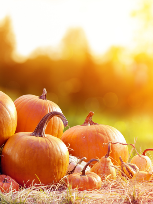 best fragrance oils canada | Pumpkin Peanut Brittle Crunch fragrance oil for candle making this autumn