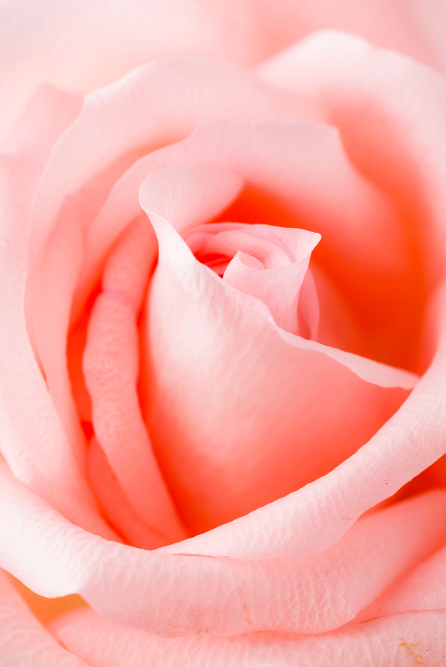 Rose Petals Fragrance Oil for candle making