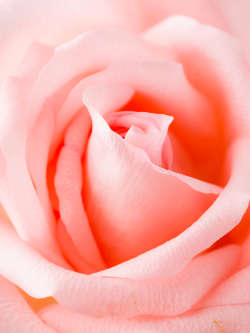 rose fragrance oil canada | Rose Petals Fragrance Oil for candle making