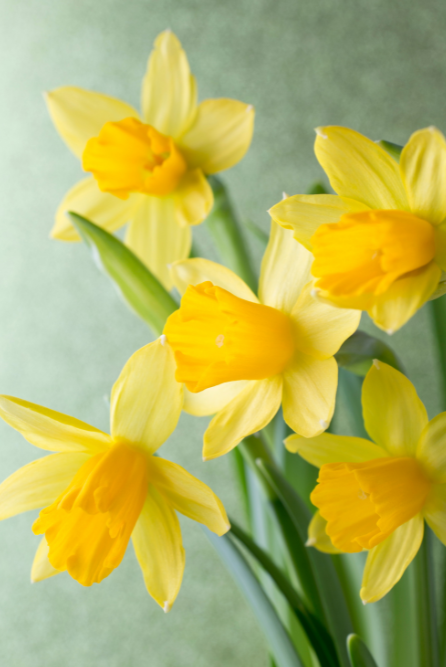 spring daffodil fragrance oil for candle making new to candlehaven.ca for spring collection