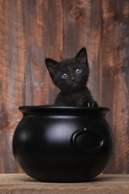 Witches Brew Fragrance Oil for candle making