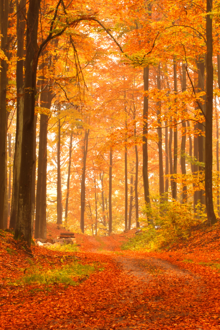 A forest path in autumn with trees showcasing orange and yellow leaves, representing the Harvest Pine fragrance oil theme.