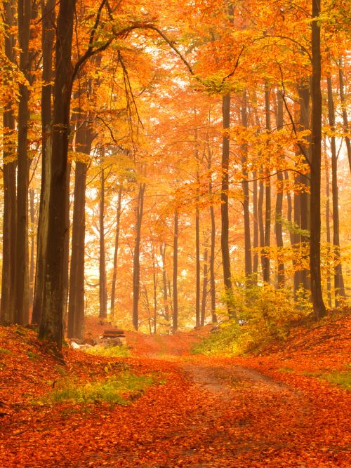 A forest path in autumn with trees showcasing orange and yellow leaves, representing the Harvest Pine fragrance oil theme.