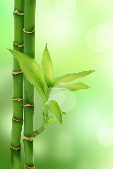 Bamboo Teak Retreat Fragrance Oil for Candle Making