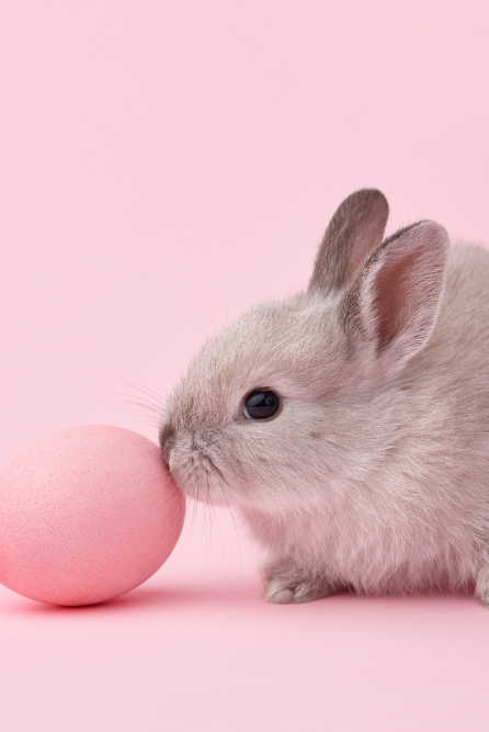Bunny Cakes Fragrance Oil for candle making