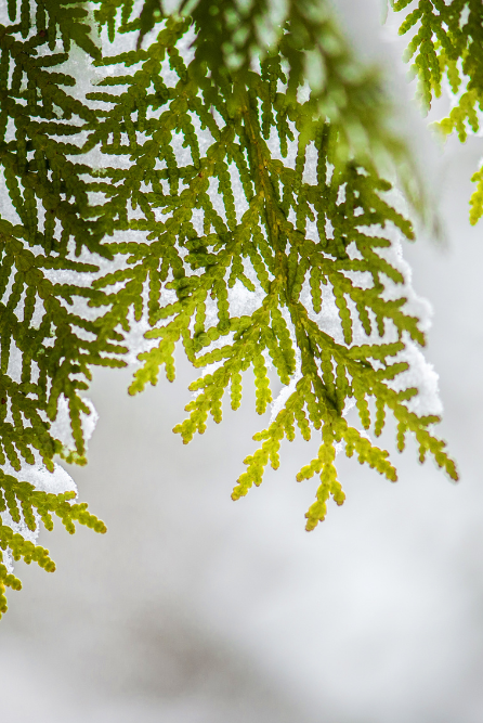 Cedar Breeze Fragrance Oil for candle making