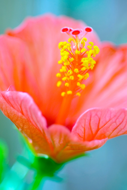 tropical scented oil canada | hibiscus oasis fragrance oil