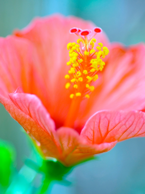 tropical scented oil canada | hibiscus oasis fragrance oil