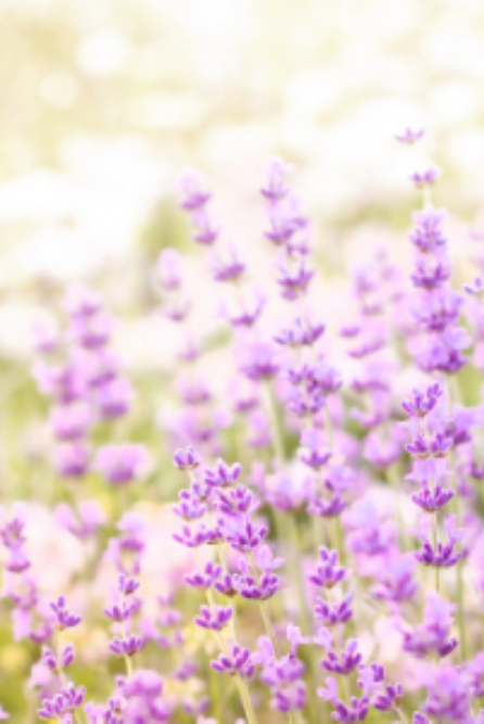 lavender fields forever fragrance oil