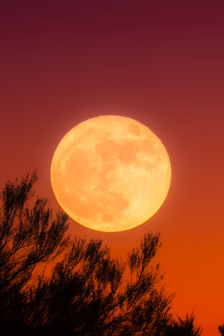 Twilight Harvest fragrance oil, with notes of pear, plum, and sandalwood.