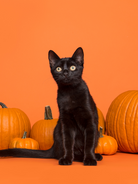 make autumn inspired scented candles with candle making supplies from Candlehaven.ca, based in North Bay, Ontario