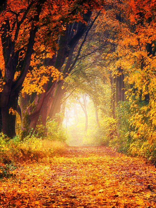 Pumpkin Maple Drizzle fragrance oil