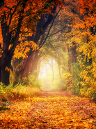 Pumpkin Maple Drizzle fragrance oil