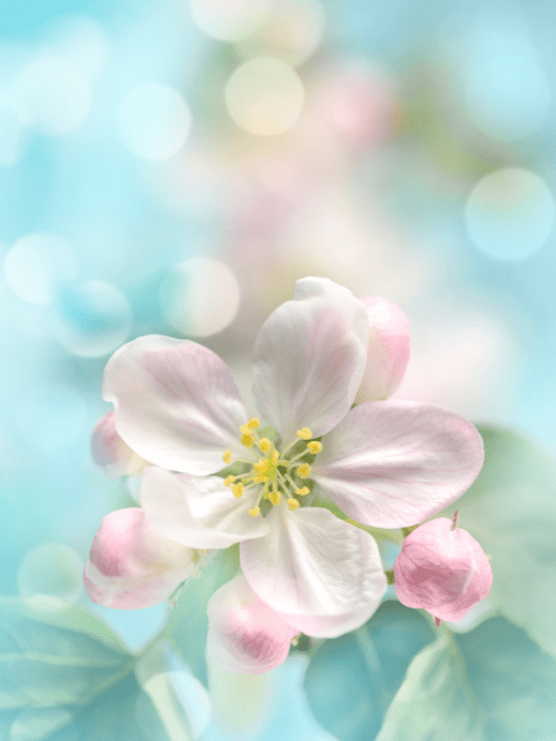 Blossom of Spring Fragrance Oil for candle making; These fragrance oils represent the best Candle making supplies in Canada