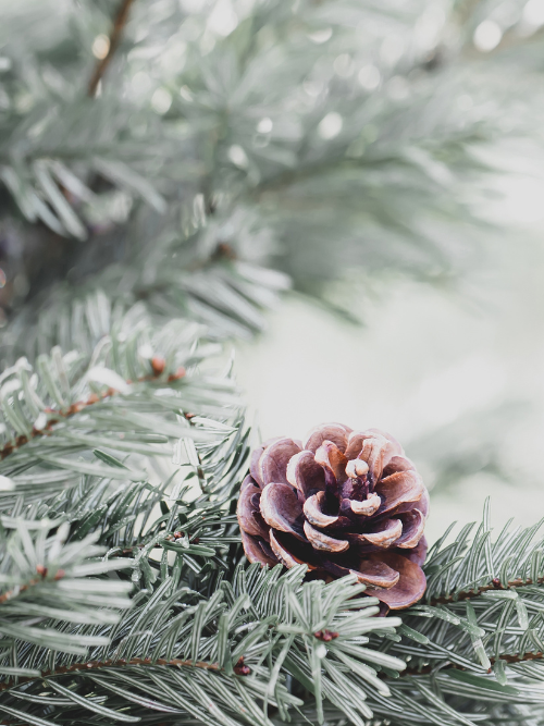 Christmas fragrance oil Canada | Christmas Fir Fragrance Oil for Candle Making