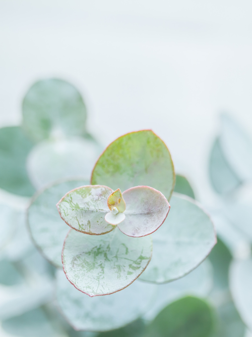 Eucalyptus Noir is a sultry new fragrance oil from Candlehaven.ca