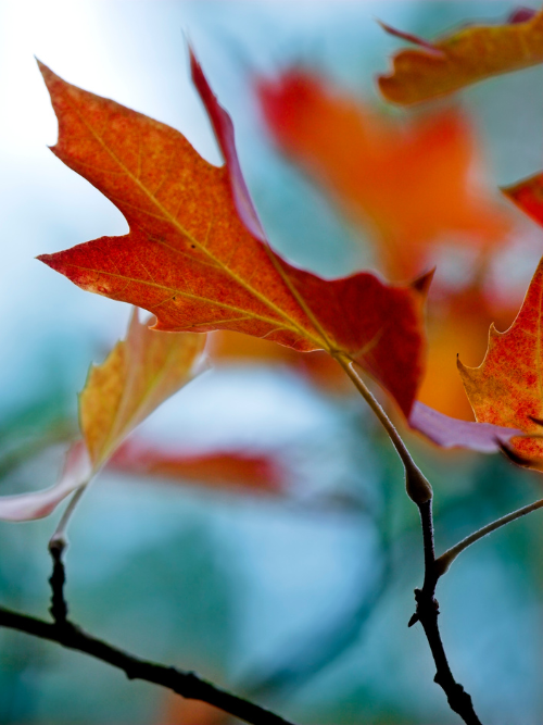 fall fragrance oil collection canada Harvest Fragrance Oil Collection from Candlehaven.ca used for candle making 