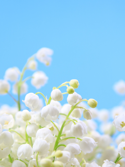 In Bloom fragrance Oil