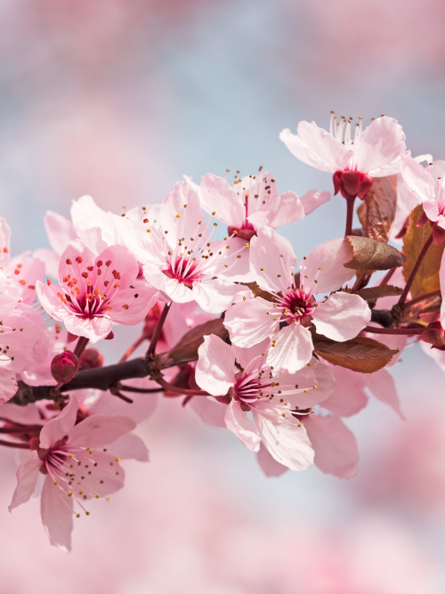 Cherry Blossom Blush fragrance oil for candle making 