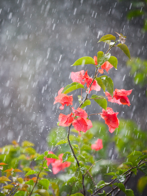 luxury fragrance oils canada | Paradise Rain fragrance oil, capturing the essence of a tropical rainforest