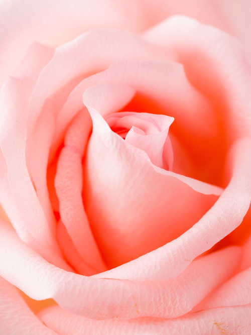 Rose Petals Fragrance Oil for candle making