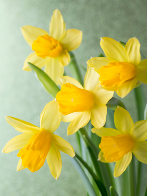 floral candle fragrances canada | spring daffodil fragrance oil for candle making 