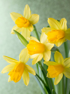 spring daffodil fragrance oil for candle making new to candlehaven.ca for spring collection