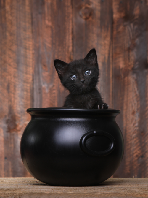 fragrance oil supplier canada,  | Witches Brew Fragrance Oil for candle making