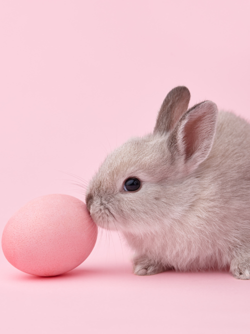 candle scent oils wholesale canada | Bunny Cakes Fragrance Oil for candle making 