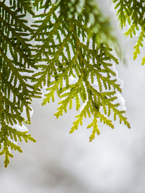 fragrance oils unique | Cedar Breeze Fragrance Oil for candle making