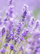 Lavender fields forever fragrance oil | eco fragrance oils canada