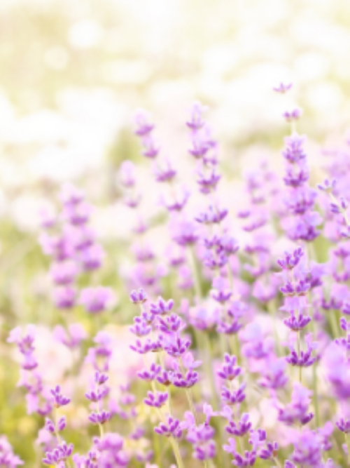 essential oils for candles canada | lavender fields forever fragrance oil