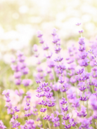 lavender fields forever fragrance oil