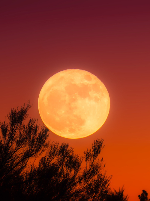 candle making oils canada | Twilight Harvest fragrance oil, with notes of pear, plum, and sandalwood.